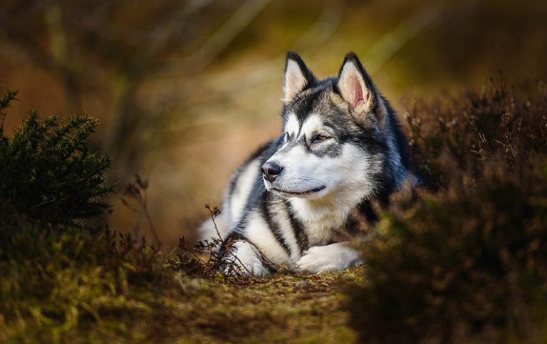 Alaskan Malamute: 10 voffiga fakta du bör känna till om hundrasen