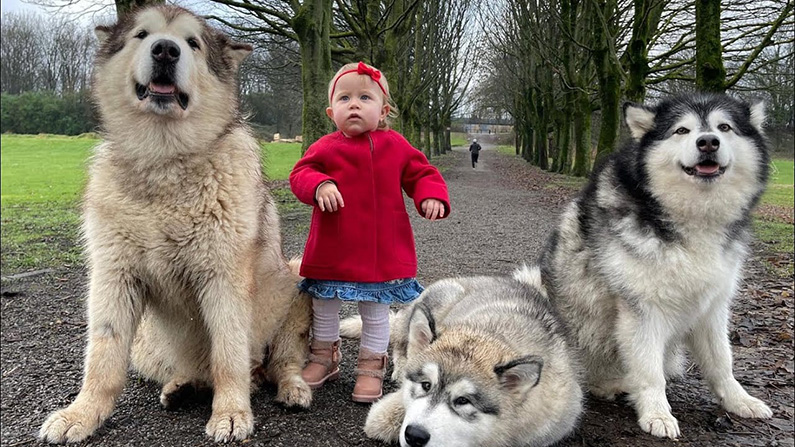 Alaskan Malamutes är sociala och älskar att vara en del av en flock…