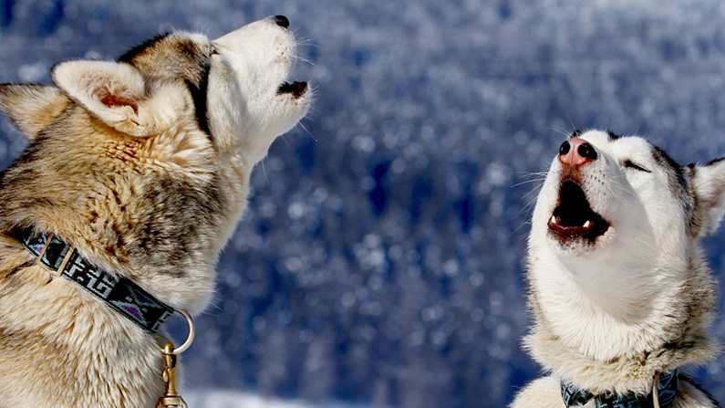 Alaskan Malamute skäller inte så mycket – men de är fortfarande väldigt vokala…