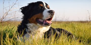 10 udda och charmiga fakta om Berner Sennenhundar som du måste läsa