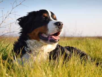 10 udda och charmiga fakta om Berner Sennenhundar som du måste läsa