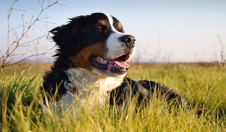 10 udda och charmiga fakta om Berner Sennenhundar som du måste läsa