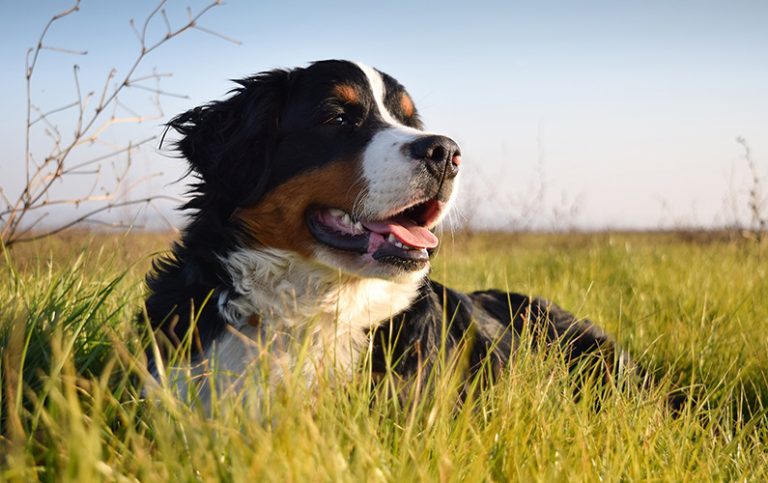 10 udda och charmiga fakta om Berner Sennenhundar som du måste läsa