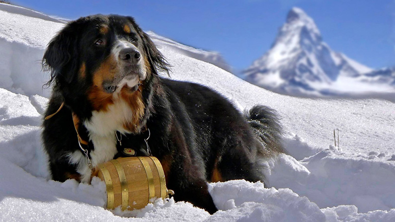 Berner Sennenhunden har en betydande närvaro i den schweiziska kulturen…