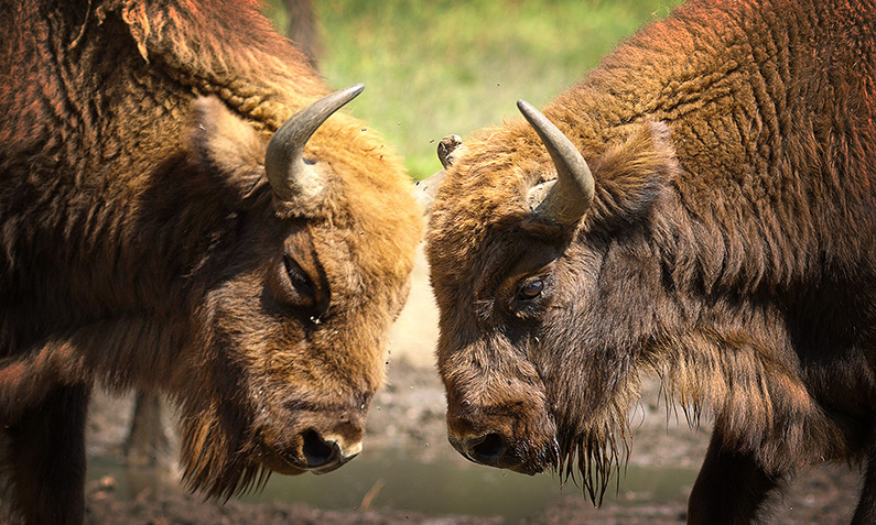 Den europeiska bisonen (visent) var bara ett fåtal individer från utrotning…