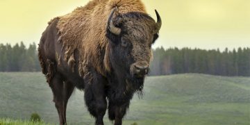 10 stora och små fakta om bisonoxar du inte visste