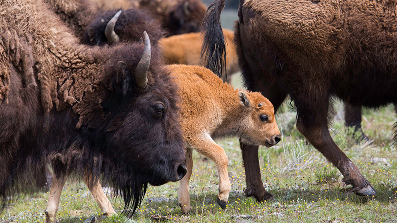 Därför har nyfödda bisonkalvar fått smeknamnet "red dogs"…