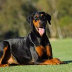 10 fakta du antagligen inte visste om Dobermann