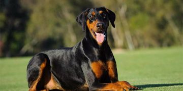 10 fakta du antagligen inte visste om Dobermann