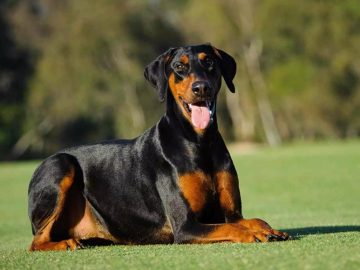 10 fakta du antagligen inte visste om Dobermann