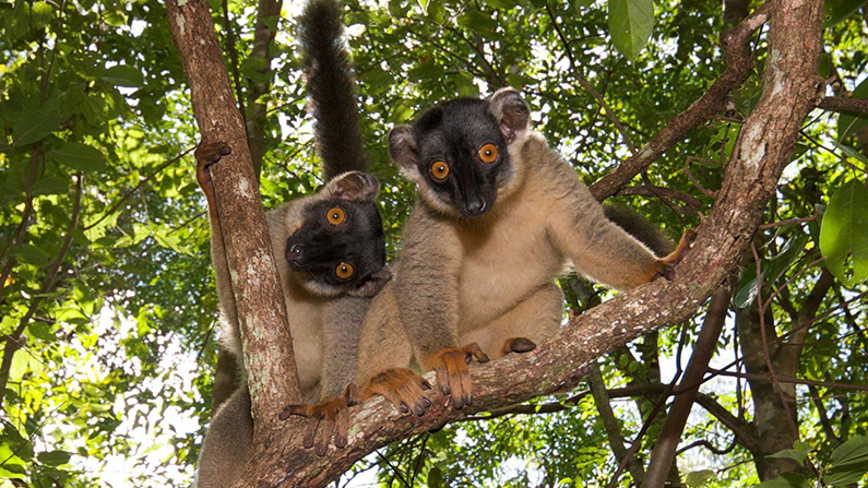 Ordet 'lemur' är latin för 'de dödas onda ande'…