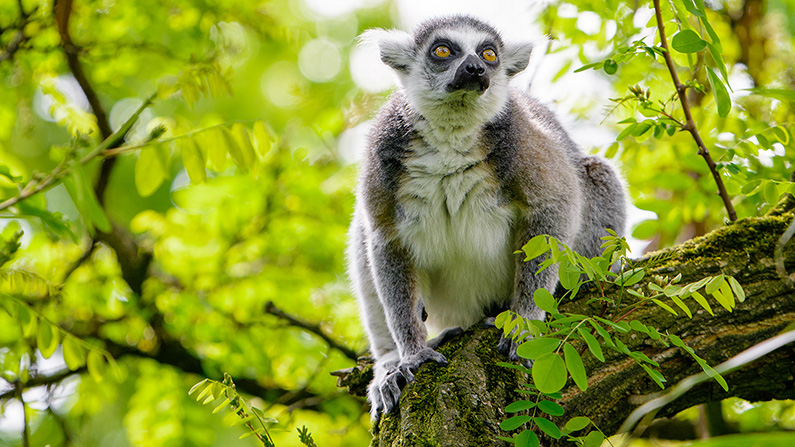 Ju smartare en lemur är, desto populärare blir den…