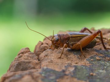 10 fakta du antagligen inte visste om syrsor