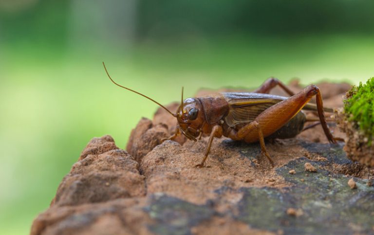 10 fakta du antagligen inte visste om syrsor