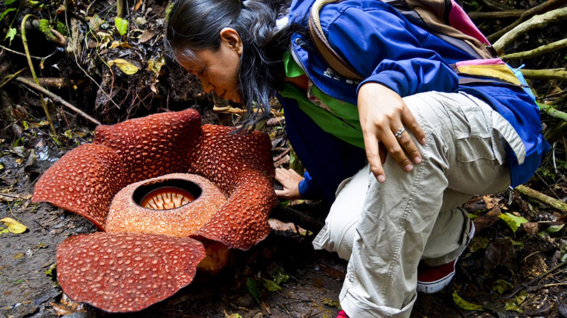 Upptäck Rafflesia arnoldii – den parasitiska blomman som luktar ruttet kött…