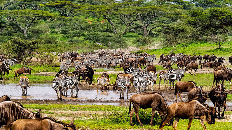 Den stora migrationen i Tanzania lockar årligen hundratusentals turister till landet…