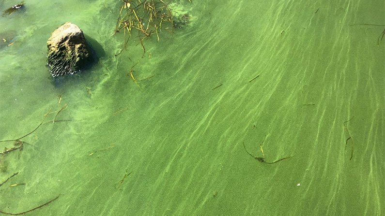 Solkrämer som innehåller oxybenzone är skadliga för koraller och andra marina organismer…