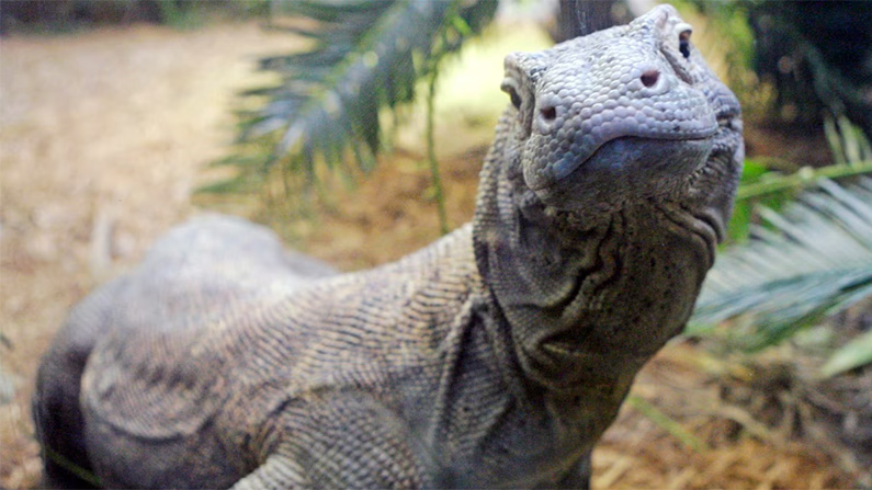 Söta men dödliga: 10 djur du helst inte vill stöta på i det vilda: Komodovaraner