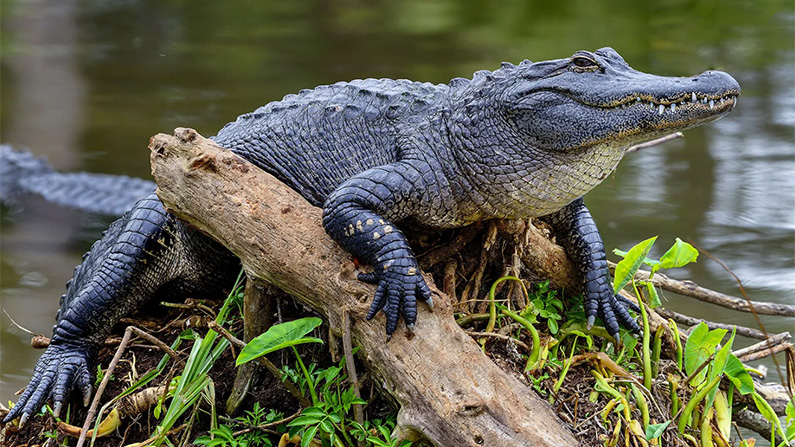 10 djur med den starkaste bitkraften i världen:
#4: Alligator (2 000 PSI).