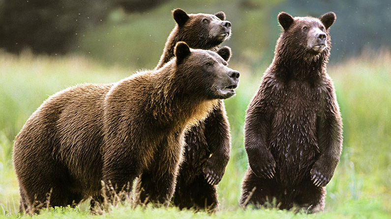 10 djur med den starkaste bitkraften i världen:
#9: Grizzlybjörn (900 till 1 200 PSI).