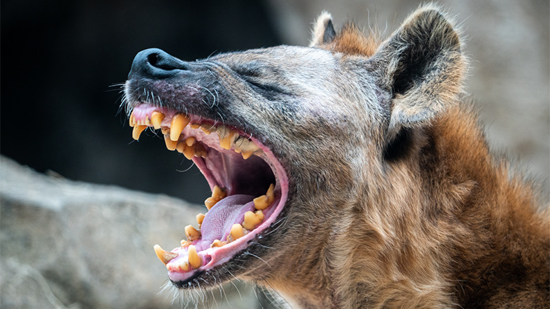 10 djur med den starkaste bitkraften i världen:
#10: Hyena (1 000 PSI).