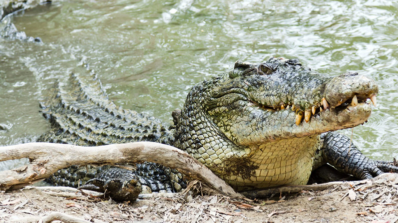 10 djur med den starkaste bitkraften i världen:
#2: Krokodil (3 700 till 5 000 PSI).