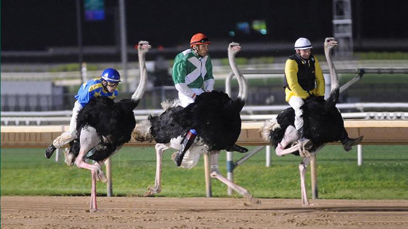 10 extremt ovanliga världsmästerskap du inte visste fanns
#5: Ostrich Racing