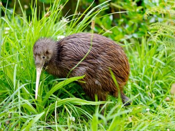 Fjäderfakta! 10 intressanta fakta om kiwifåglar