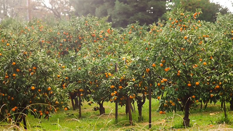 Satsuma var en av de första citrusfrukterna som odlades i USA…