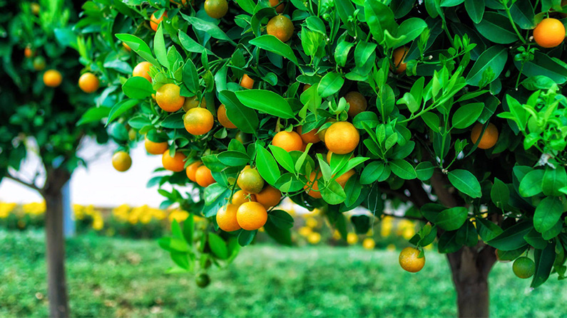 Satsuma-träd behöver fullt solljus för att producera de bästa frukterna…