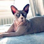 Sphynx-katter: 10 unika och fascinerande fakta