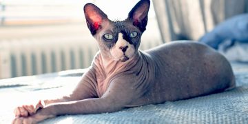 Sphynx-katter: 10 unika och fascinerande fakta