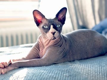 Sphynx-katter: 10 unika och fascinerande fakta