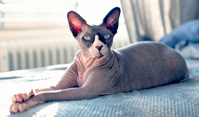 Sphynx-katter: 10 unika och fascinerande fakta